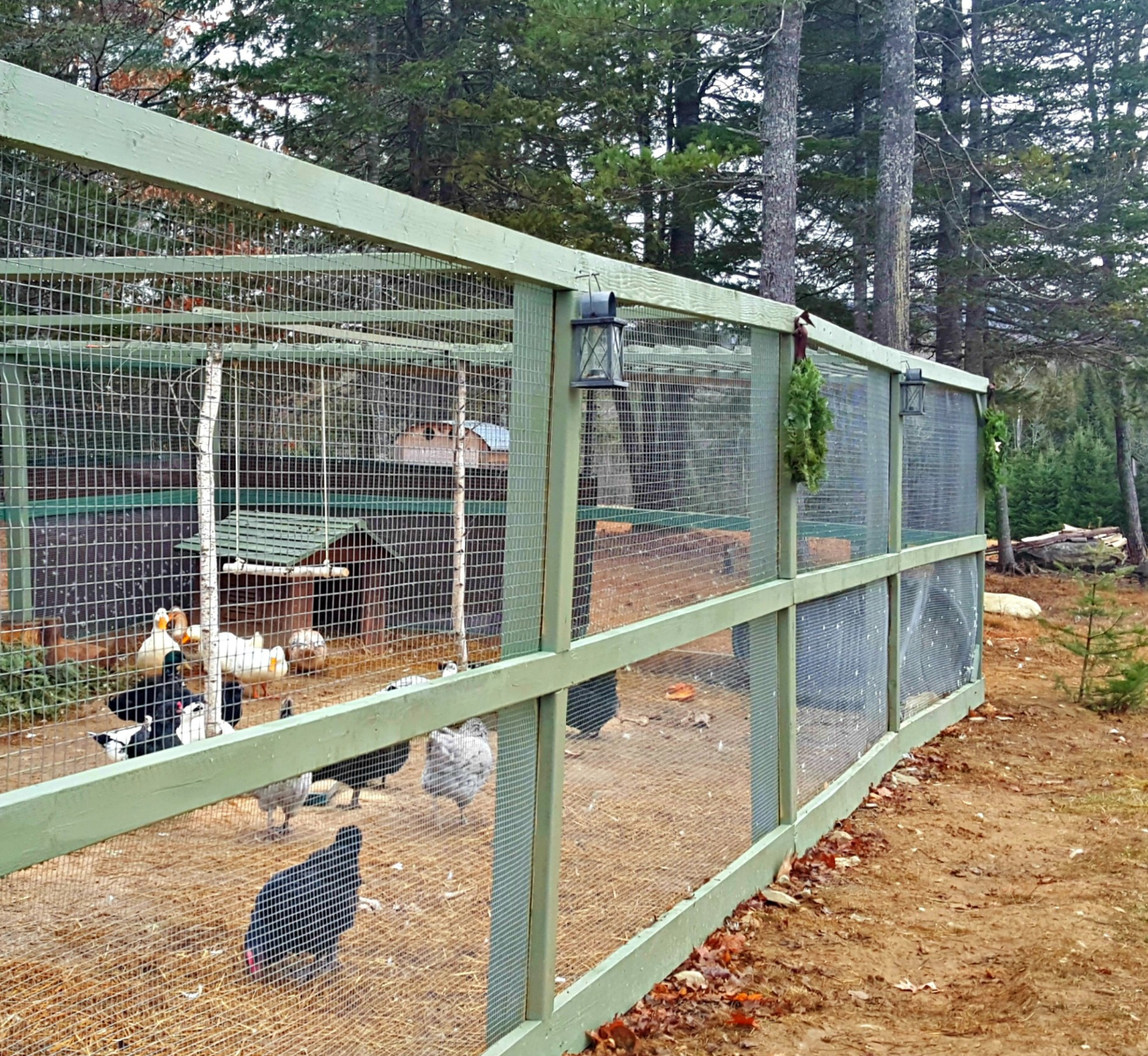 Chicken coop made out of hot sale a chain link dog kennel